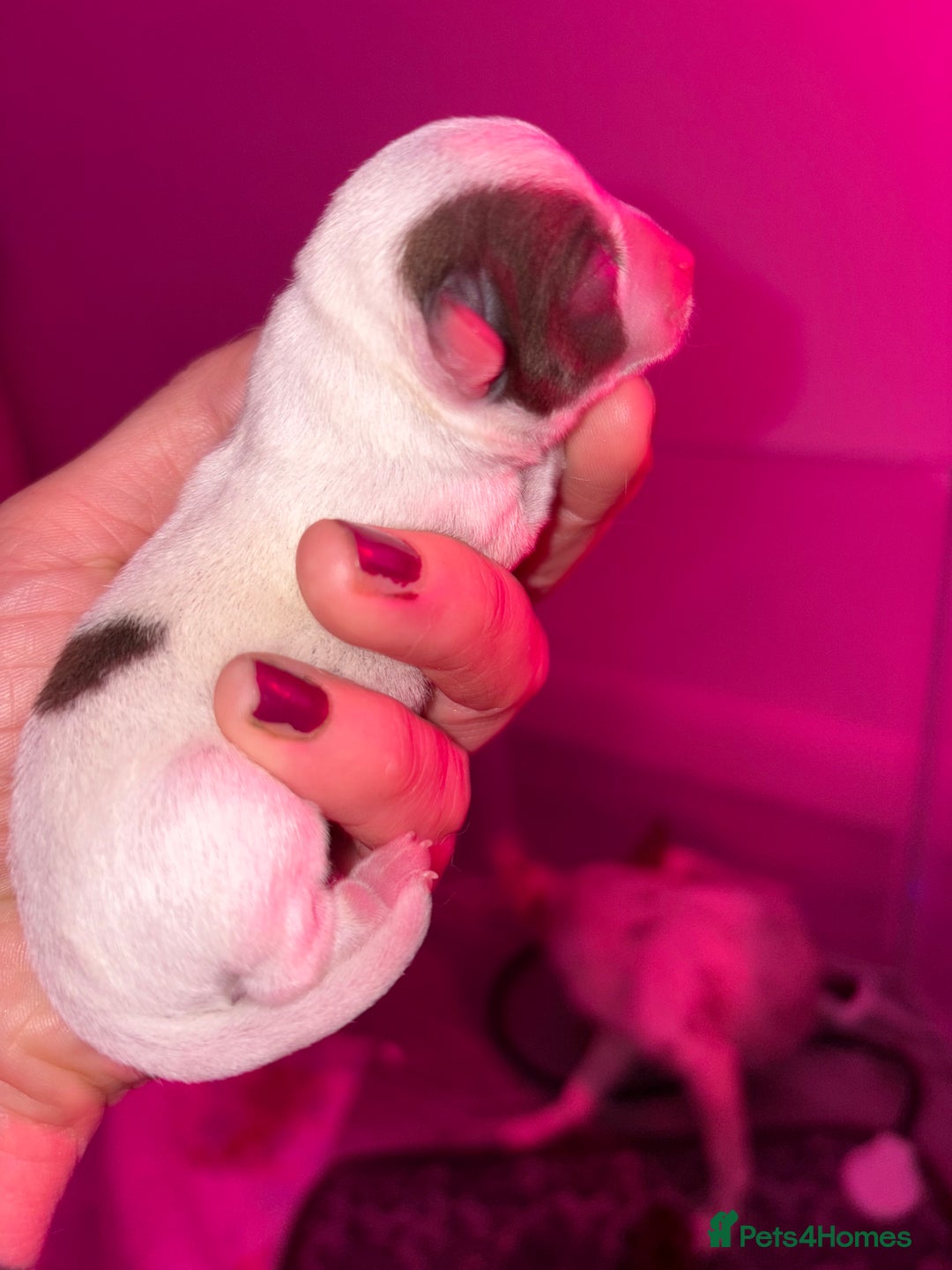 Chihuahua dogs for sale: 🐶 xxs Stunning pure chihuahua pups 🐶 - Image 19
