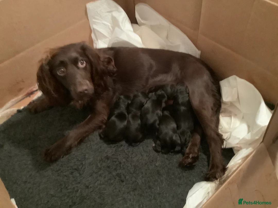Cocker Spaniel dogs for stud: Working Cocker Spaniel For Stud - Health Tested in Kirriemuir - Advert 13