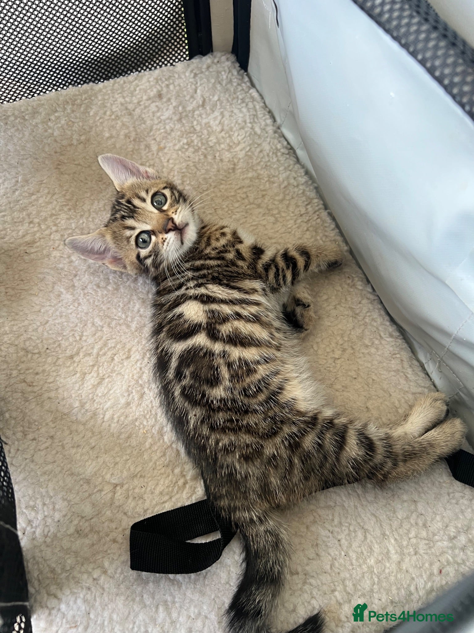 Bengal cats Bengal kittens for sale - Advert 2