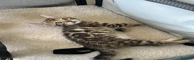 Female - Bella