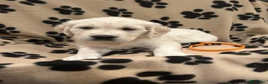 Golden Retriever 7