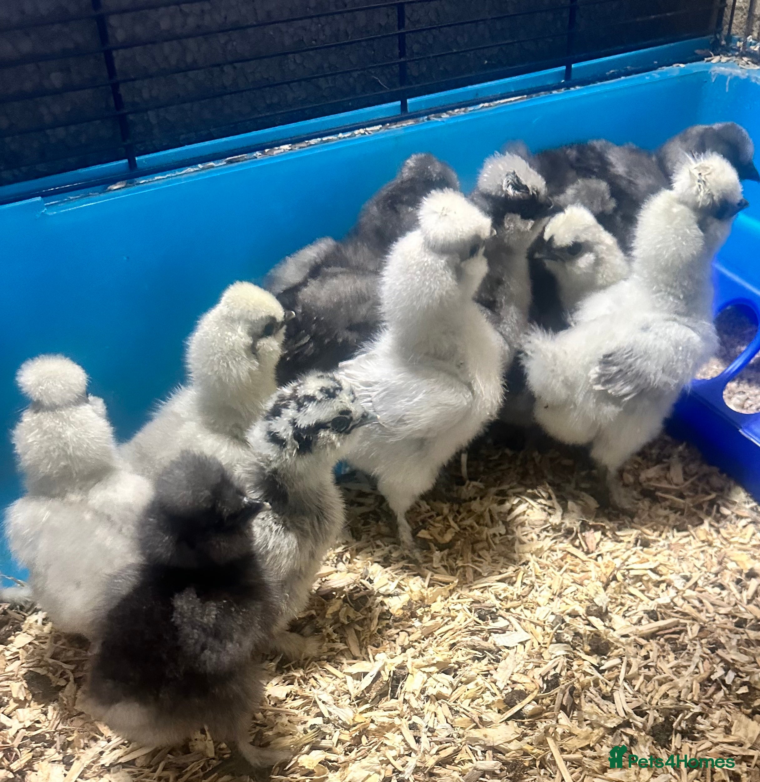 Chickens poultry Silkie chicks - Advert 1