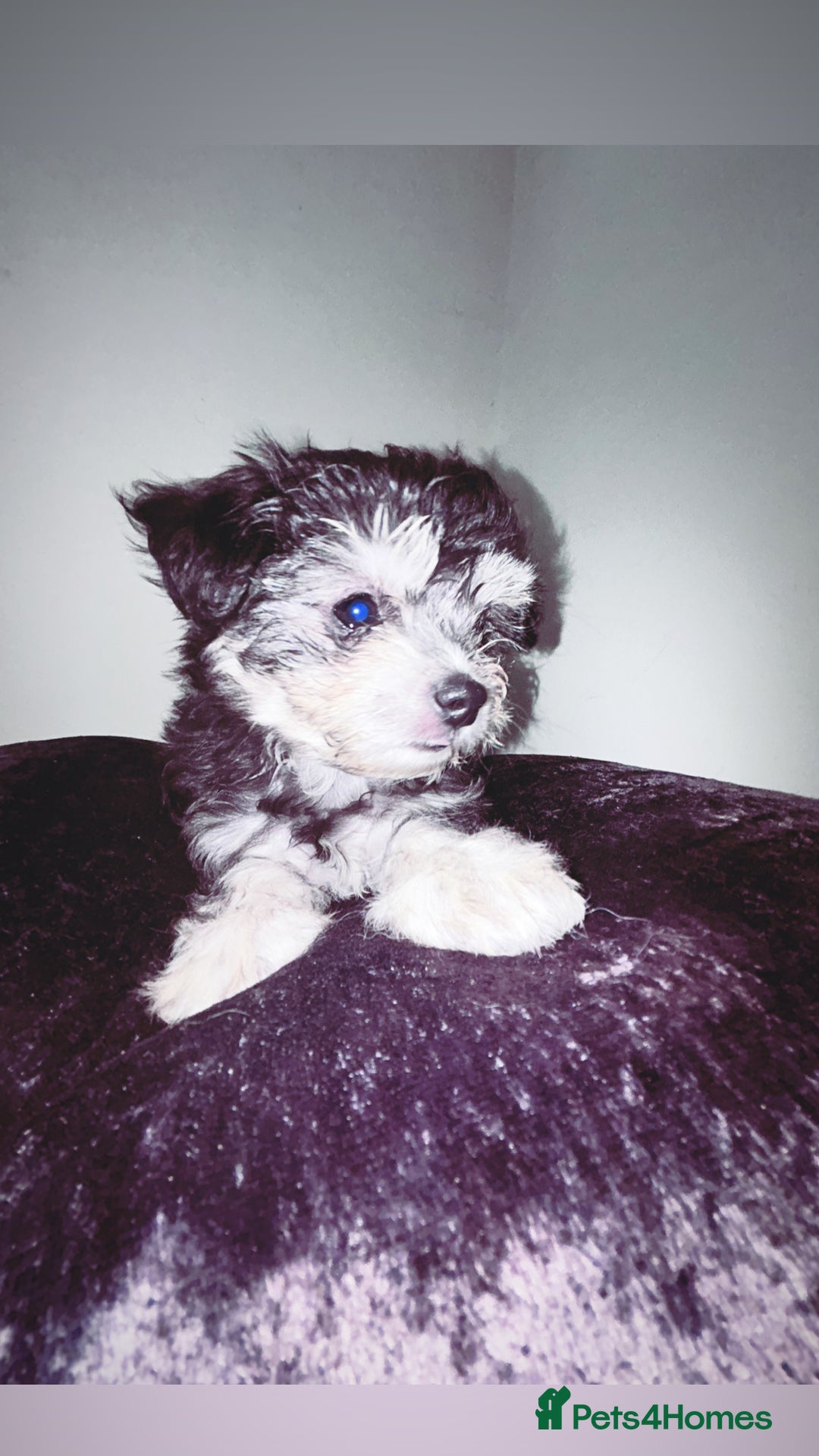 Malshi dogs for sale: Malshi puppy’s  - Image 6