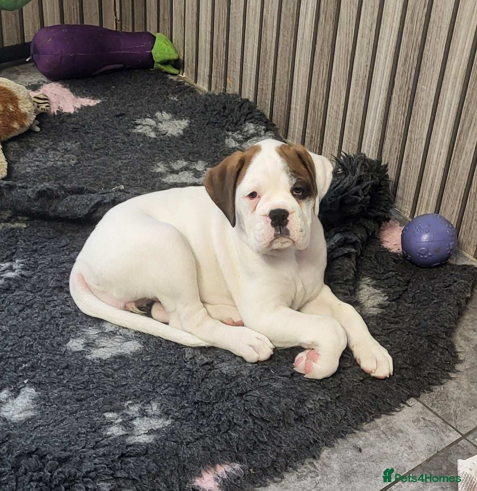 Boxer dogs Boxer puppies - Advert 14