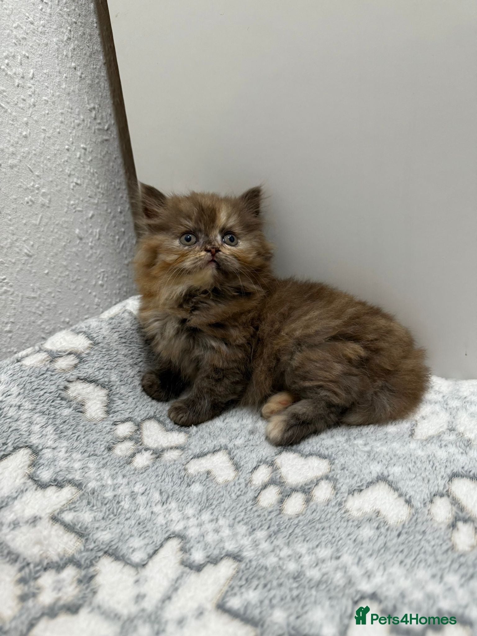 British Shorthair cats Stunning chocolate BSH & BLH kittens - Advert 17