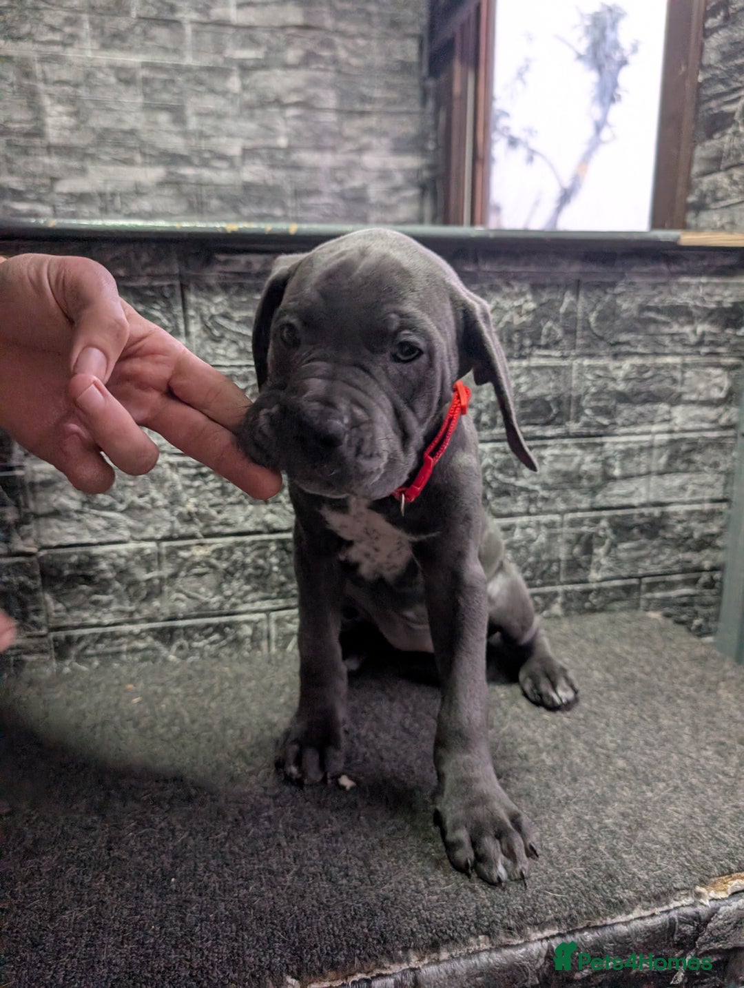 Cane Corso dogs for sale: Cane corso puppies  - Advert 2