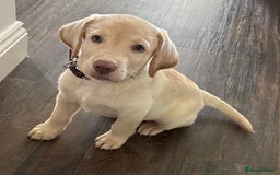 Labrador Retriever dogs for sale:  Stunning Pure Pedigree silver/Champagne puppies  - Image 14