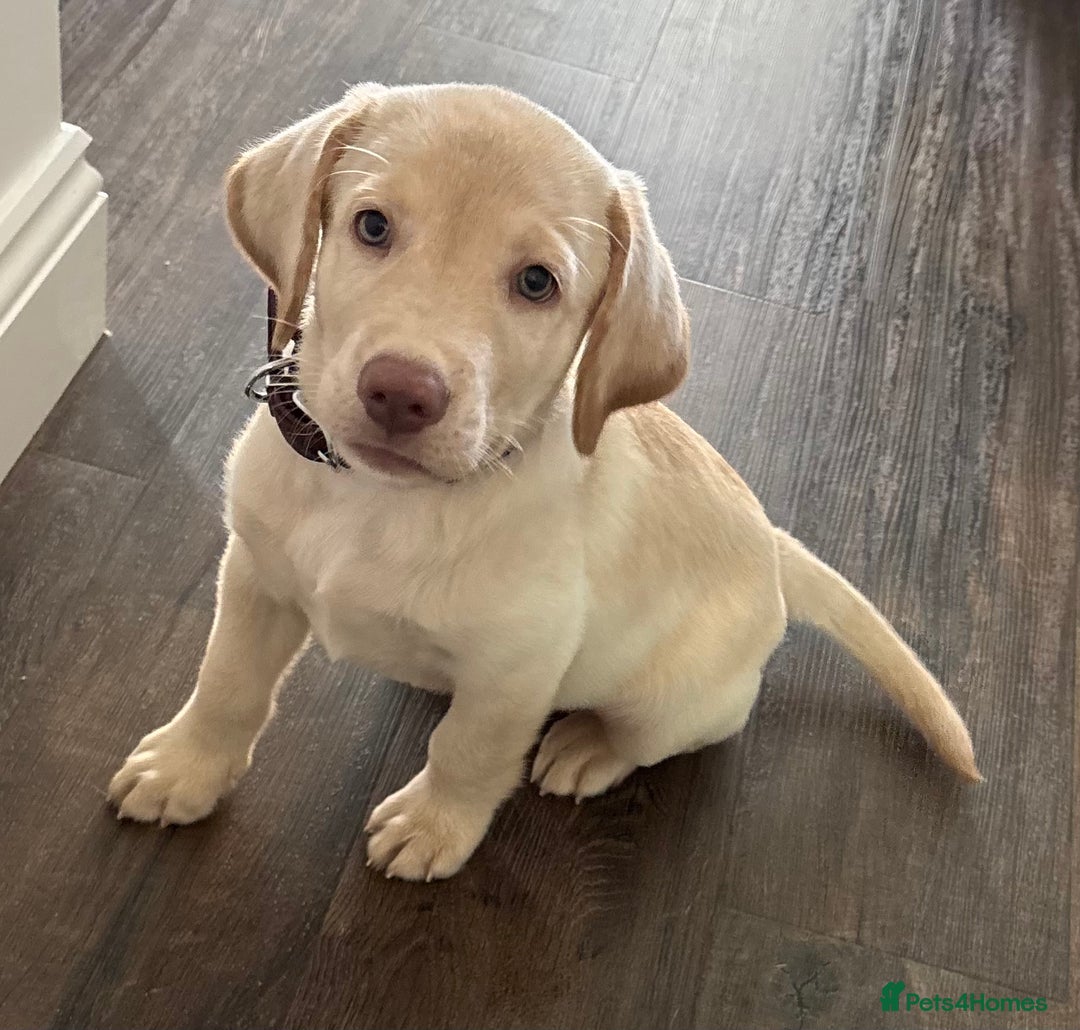 Labrador Retriever dogs for sale:  Stunning Pure Pedigree silver/Champagne puppies  - Image 14