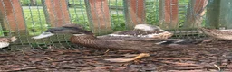 Ducks poultry for sale: 2 rouen x drakes  - Advert 3