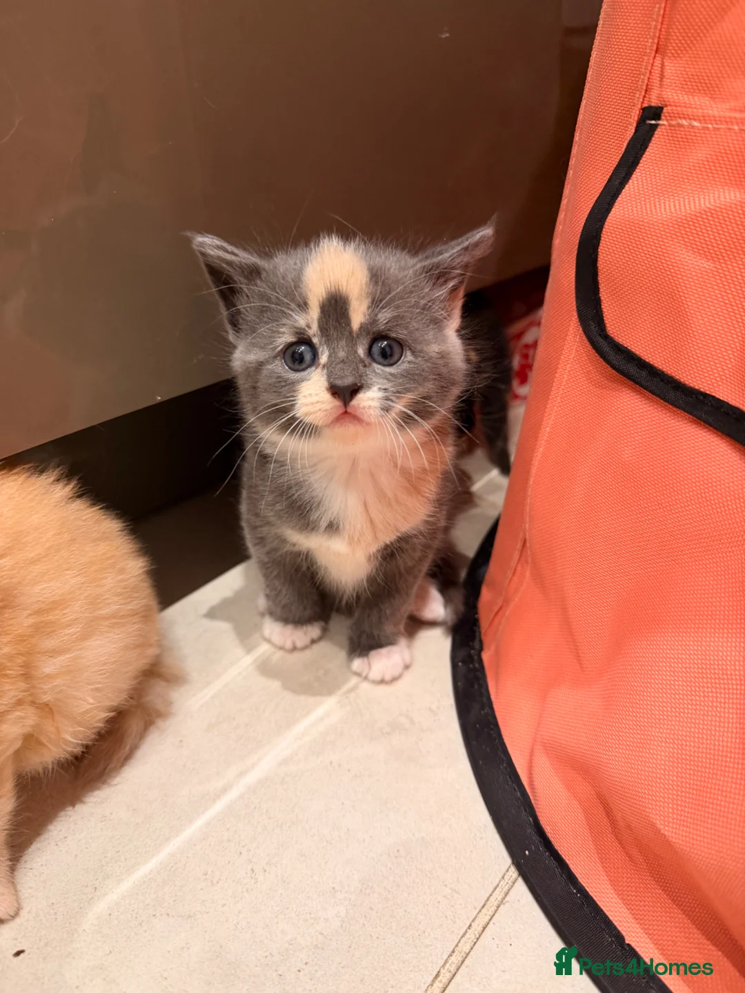 Mixed Breed cats for sale: 6 super cute kittens  in Gerrards Cross - Advert 2