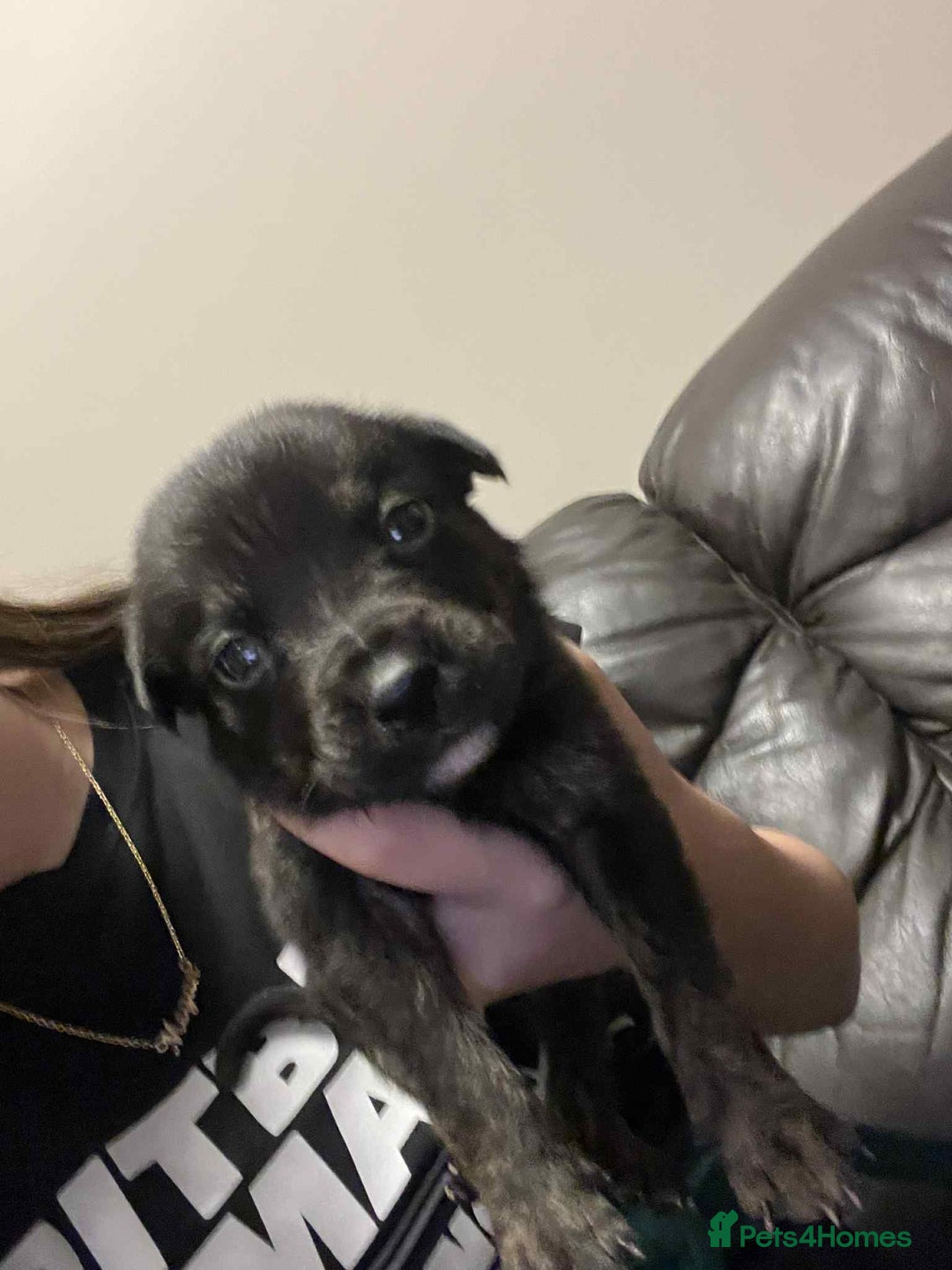 Mixed Breed dogs for sale:  German shepherd x staffy x Rottweiler  - Advert 3