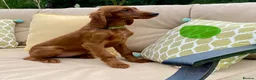 Irish Setter dogs for sale: Kennel Club Irish Setter Puppies  - Advert 5
