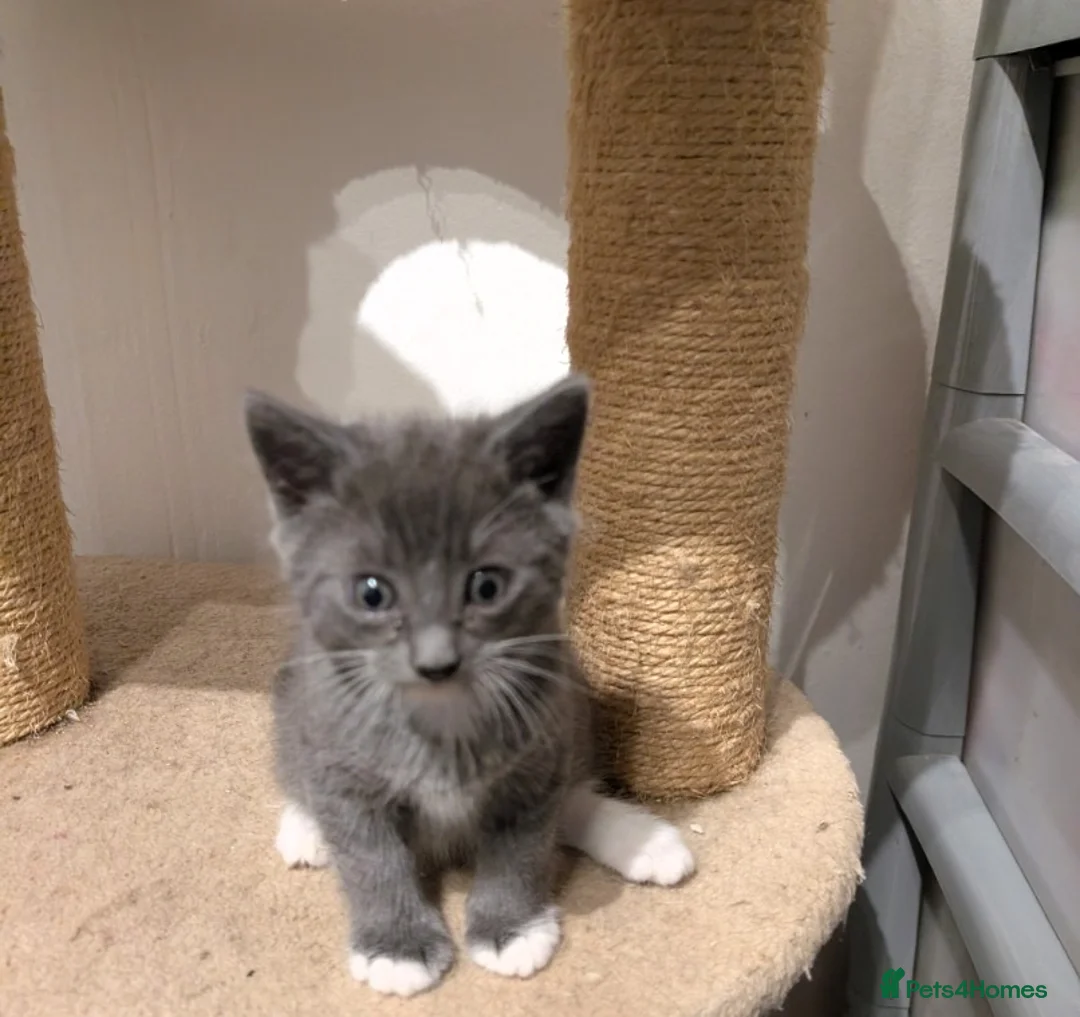 Mixed Breed cats for sale: Kitten  - Advert 5