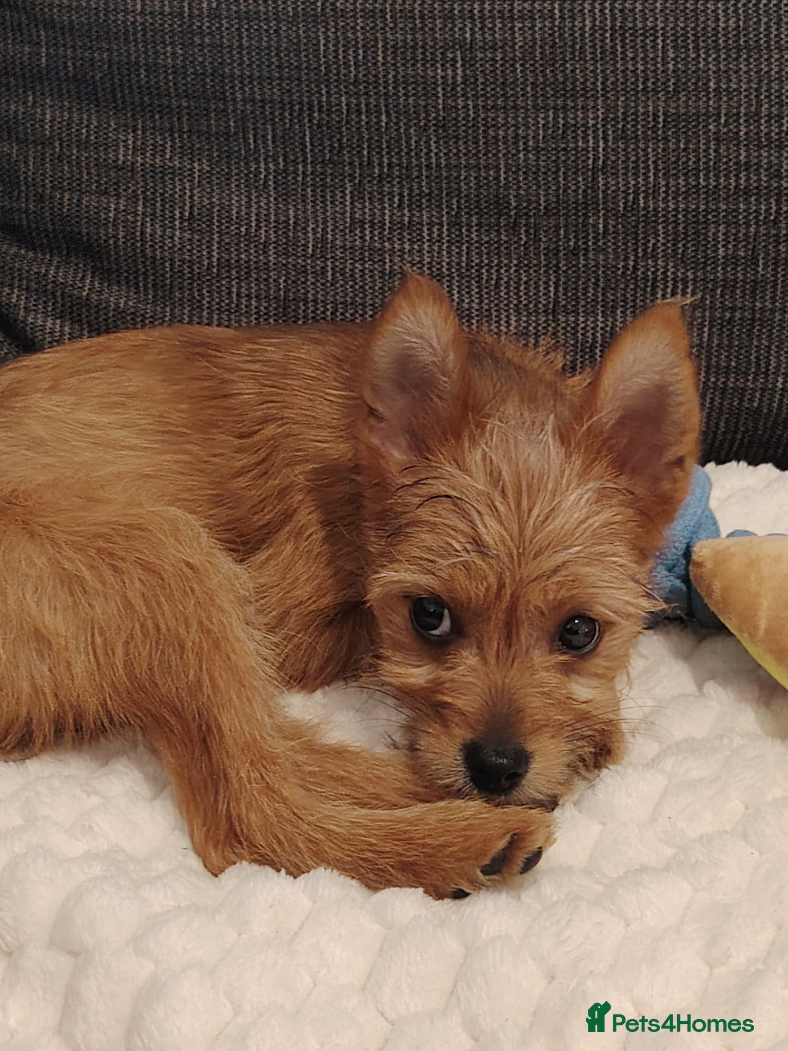 Mixed Breed dogs for sale: Terrier mix with Pomeranian puppy - Advert 3
