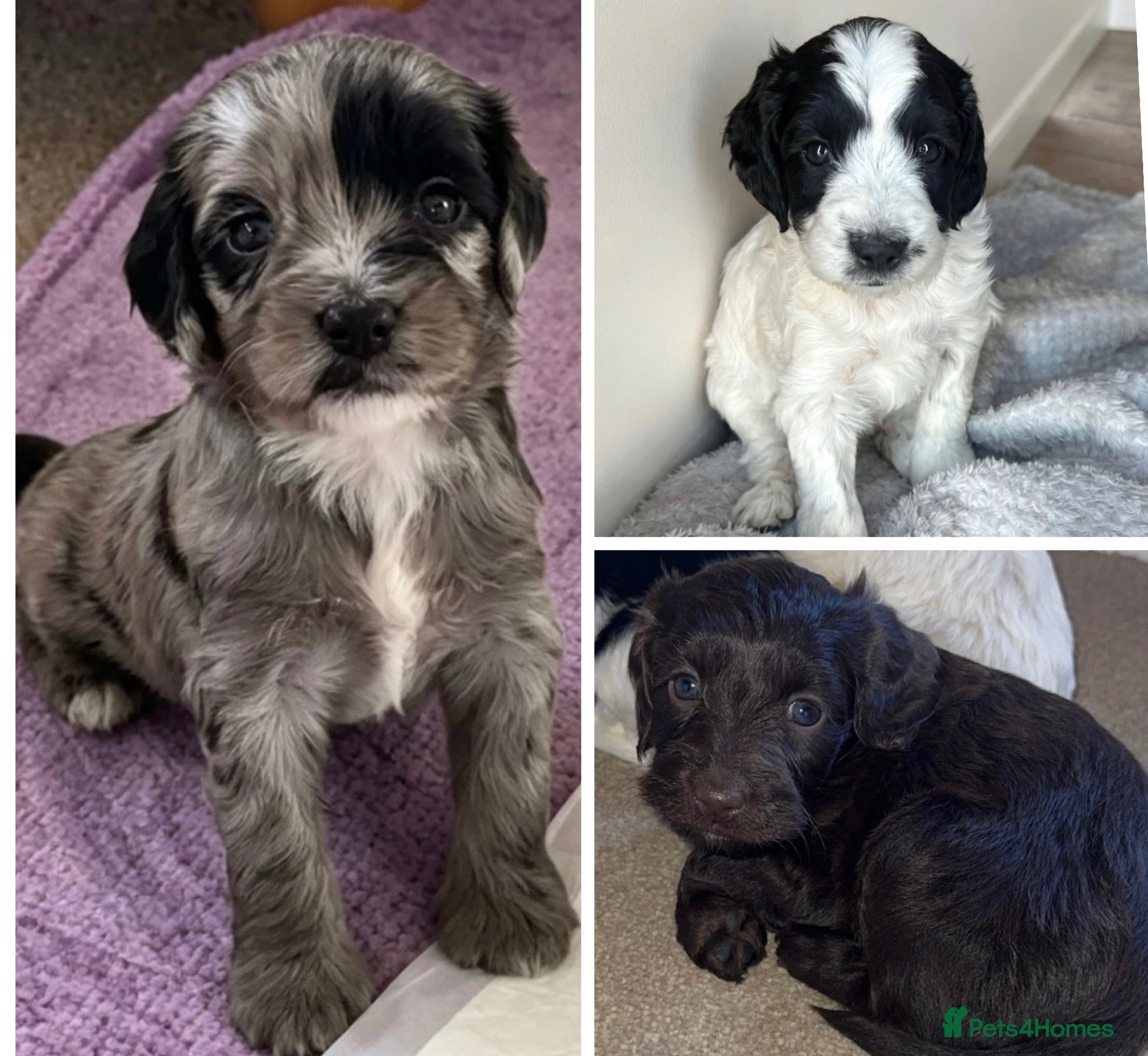 Sproodle dogs Rare Merle Sroodles  - Advert 5
