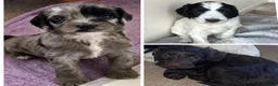 Sproodle dogs for sale: Rare Merle Sroodles Ready To Leave  - Advert 3