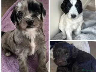 Sproodle dogs Rare Merle Sroodles - Advert 5