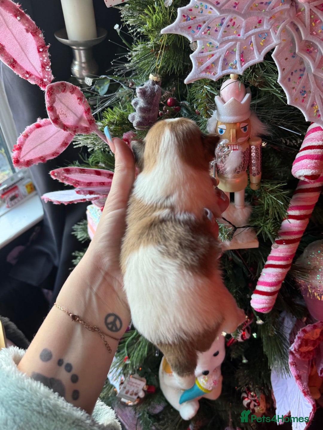 Mixed Breed dogs for sale: Beautiful pups for sale!  - Advert 30