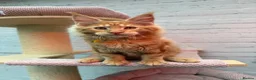 Maine Coon cats for sale: TICa reg 9 XXL Massive Red Kittens - Advert 7