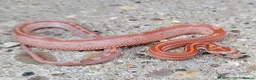 Corn Snake reptiles for sale: 2026 corn snakes - Advert 10