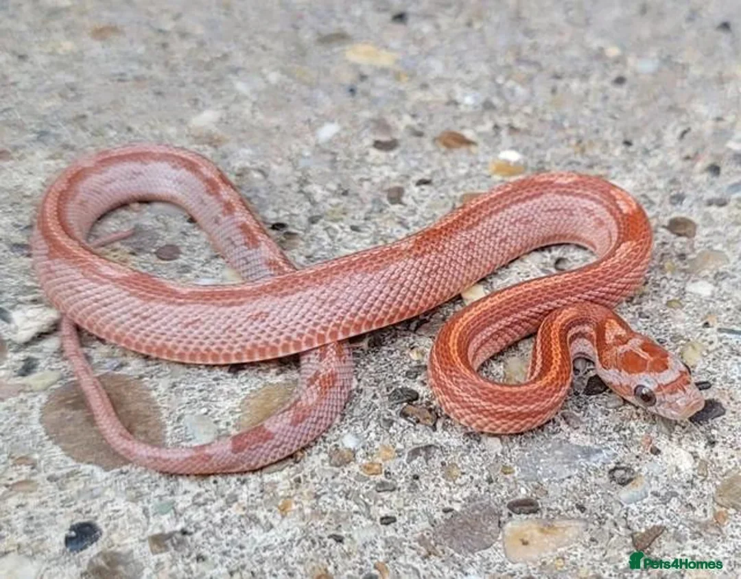 Corn Snake reptiles for sale: 2026 corn snakes - Advert 10