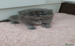 Persian cats for sale: Pure Bred Persian Babies GCCF Registered Breeder - Image 7