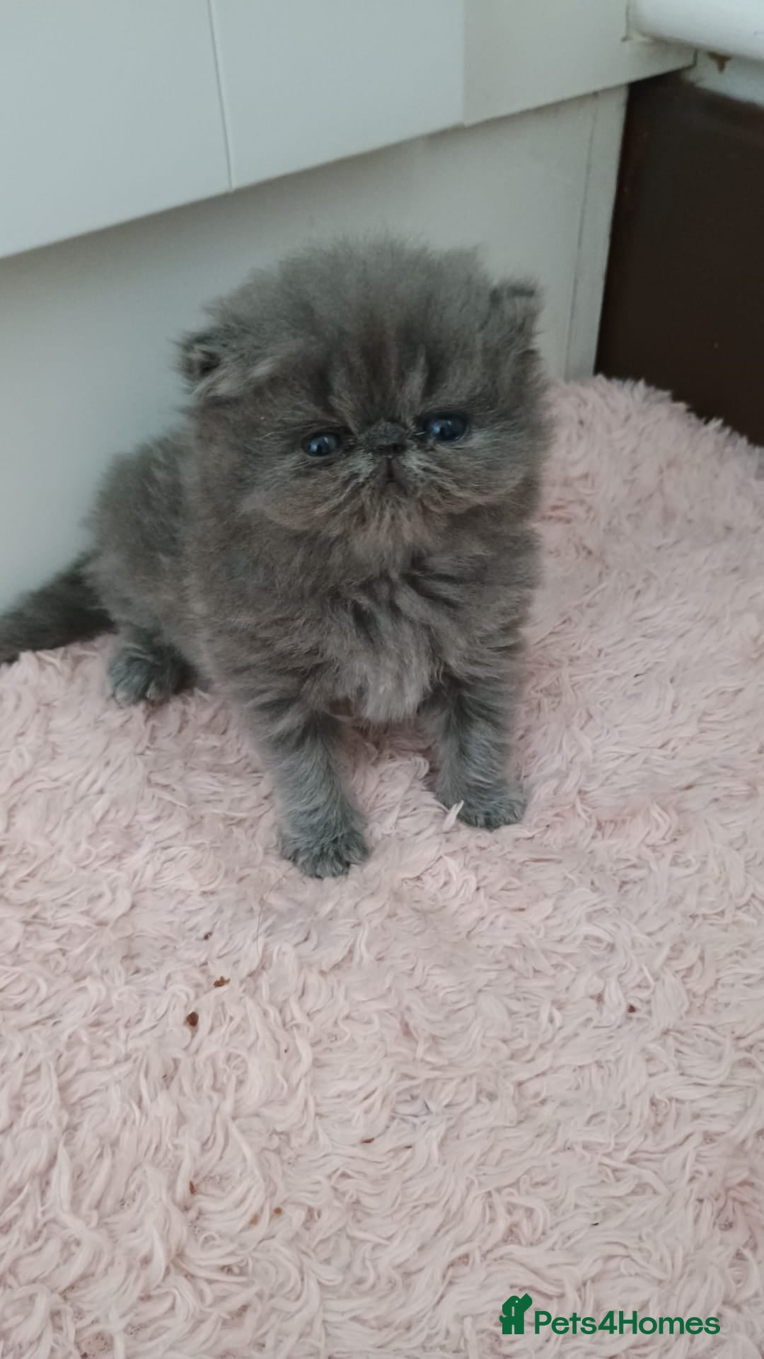 Persian cats for sale: Pure Bred Persian Babies GCCF Registered Breeder - Image 7