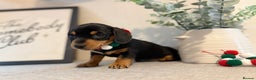 Miniature Dachshund dogs for sale: Miniature Dachshunds dapple. KC reg 4th Jan - Advert 25