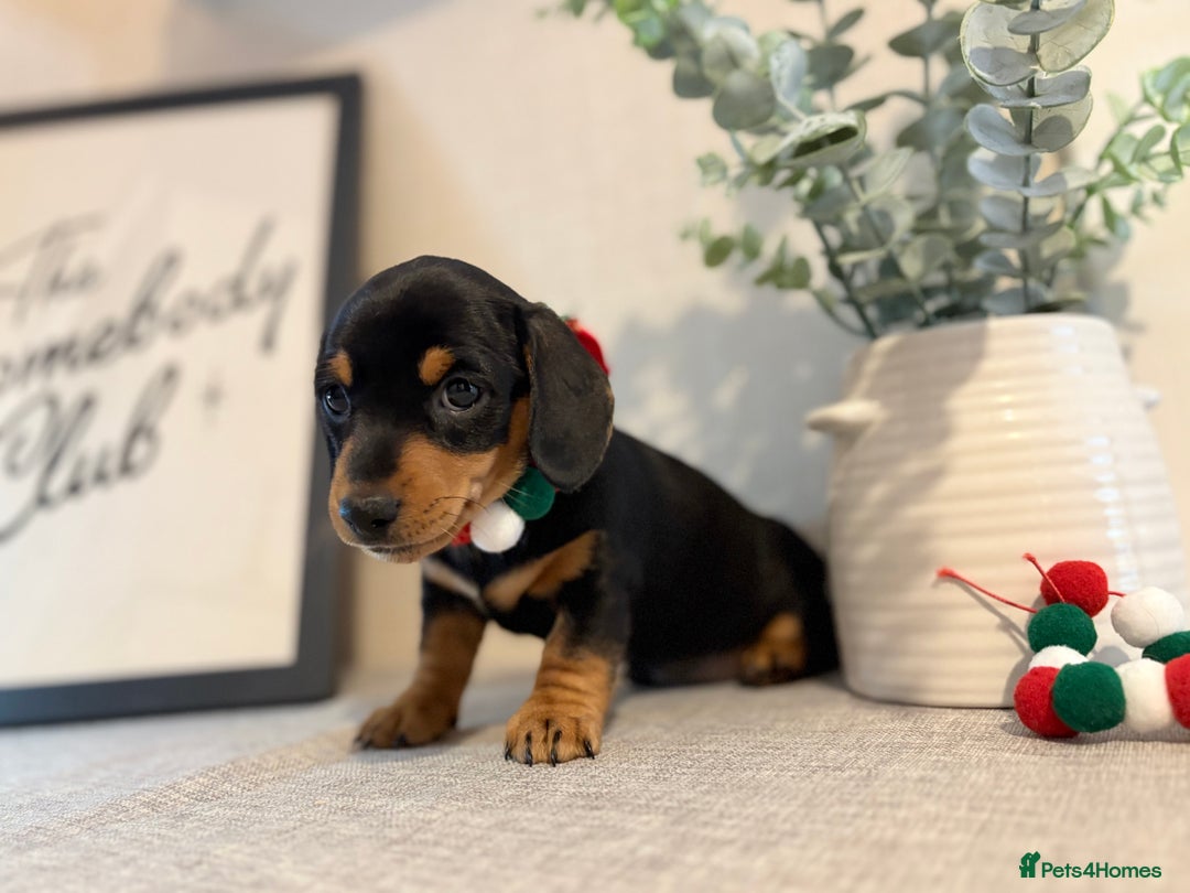 Miniature Dachshund dogs for sale: Miniature Dachshunds dapple. KC reg 4th Jan - Advert 25