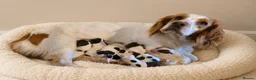 Mixed Breed dogs for sale: Clumber springer cocker x3 available  - Advert 5