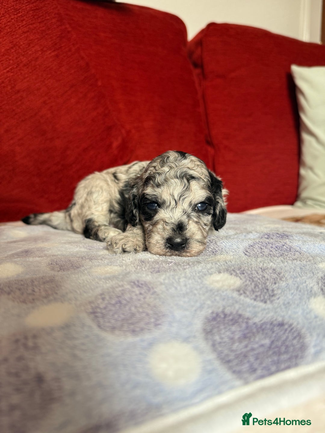 Cockapoo dogs for sale: Cockapoo Puppies🤍 - Image 5