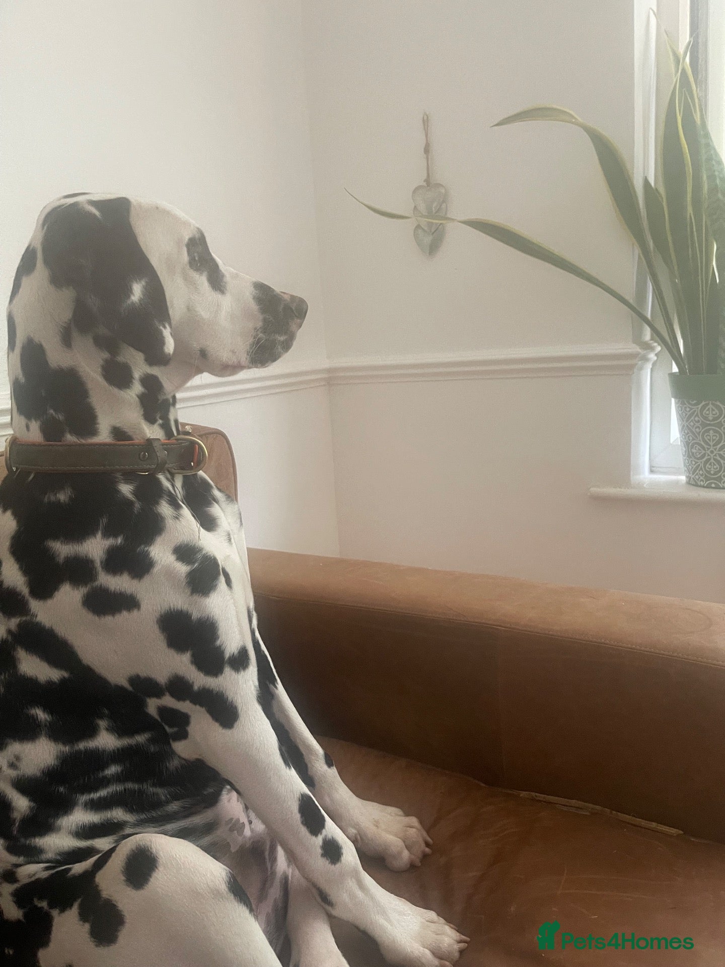 Dalmatian dogs 6 month old male Dalmatian  ** .  - Advert 17