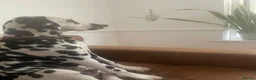 Dalmatian dogs for sale: 6 month old male Dalmatian  ** .  in Brixham - Advert 1