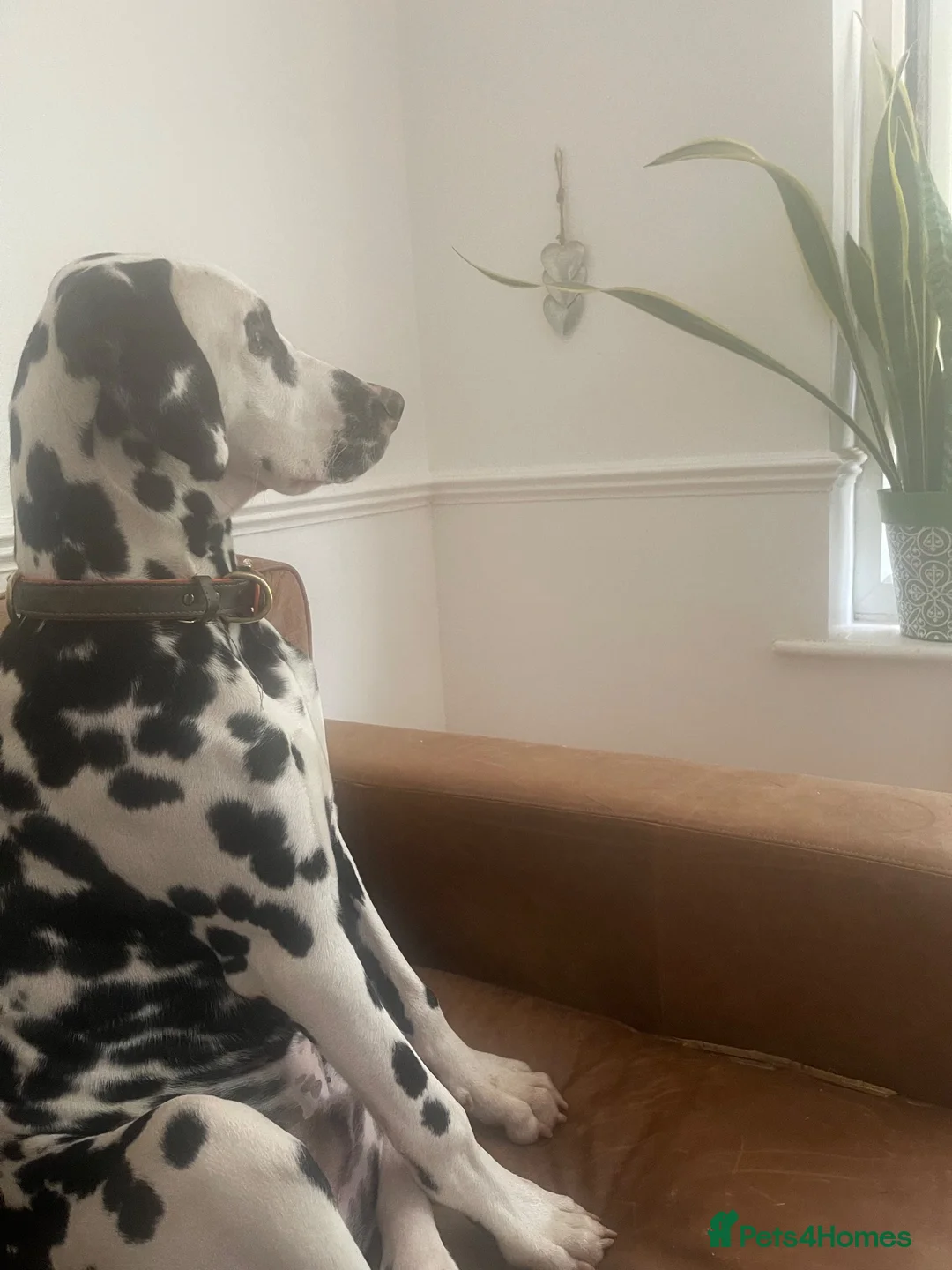 Dalmatian dogs for sale: 6 month old male Dalmatian  ** .  in Brixham - Advert 1
