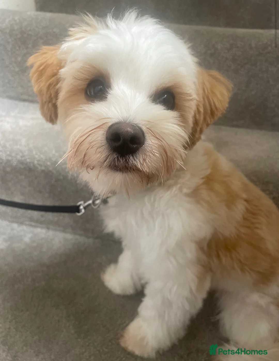 Biewer Terrier dogs for stud: Gold dust biewer for stud (health tested) in Weymouth - Advert 7