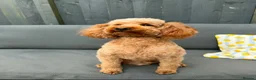 Maltipoo dogs for sale: Beautiful maltipoo babies are looking for homes.. - Advert 2
