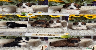Saint Bernard dogs - Advert 9