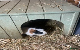 Guinea Pig rodents for sale: Beautiful boy Guinea pigs  - Image 2