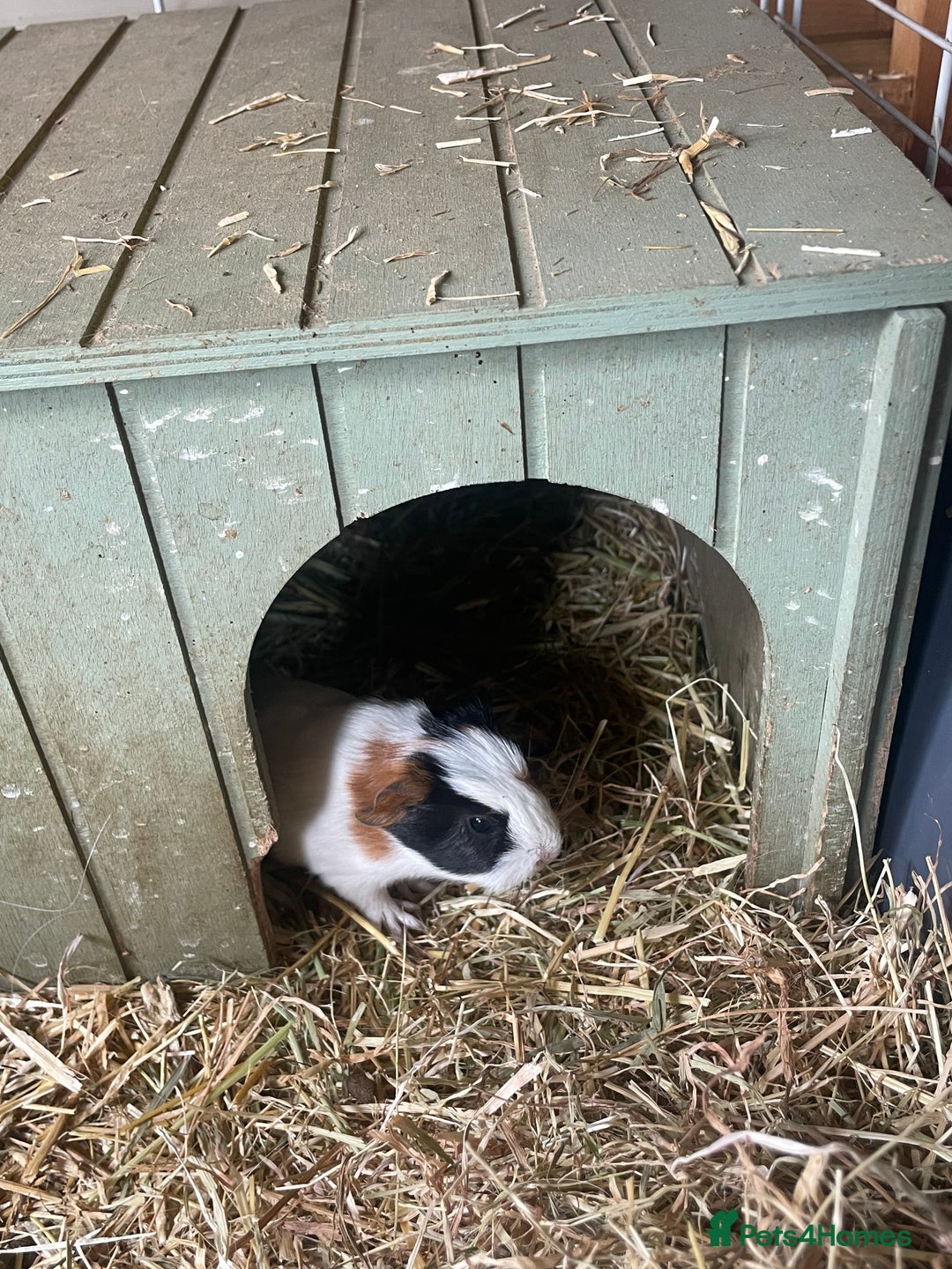Guinea Pig rodents for sale: Beautiful boy Guinea pigs  - Image 2