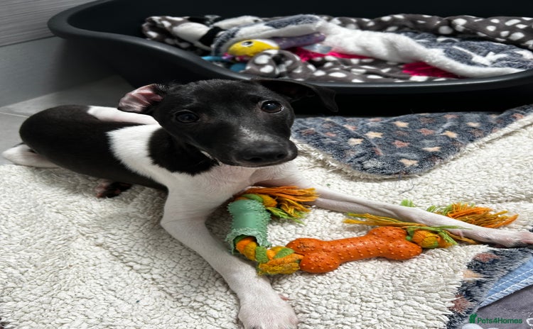 Italian Greyhound dogs - Advert 2