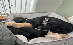 Labrador Retriever dogs for sale: 1 x Black Dog - KC reg, FTCH sired in Droitwich - Image 9