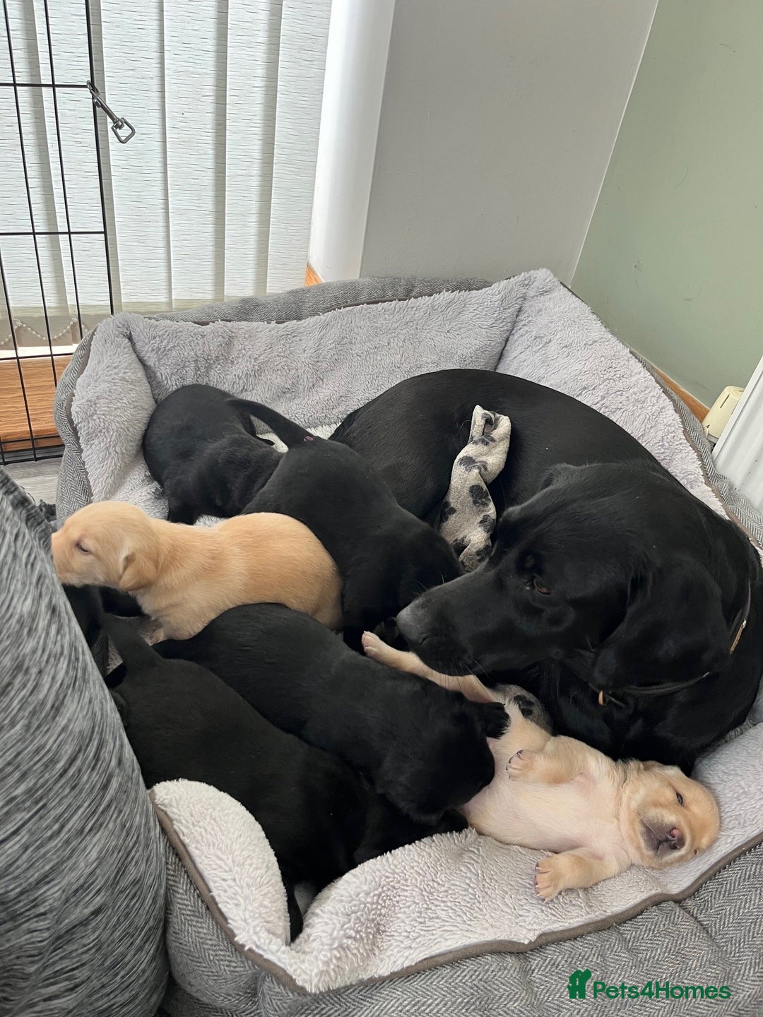 Labrador Retriever dogs for sale: 1 x Black Dog - KC reg, FTCH sired in Droitwich - Image 9