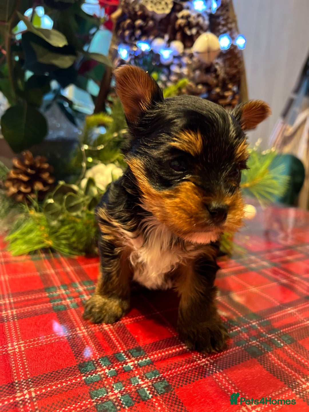 Yorkshire Terrier dogs for sale: Little pedigree yorkie pups - Advert 7