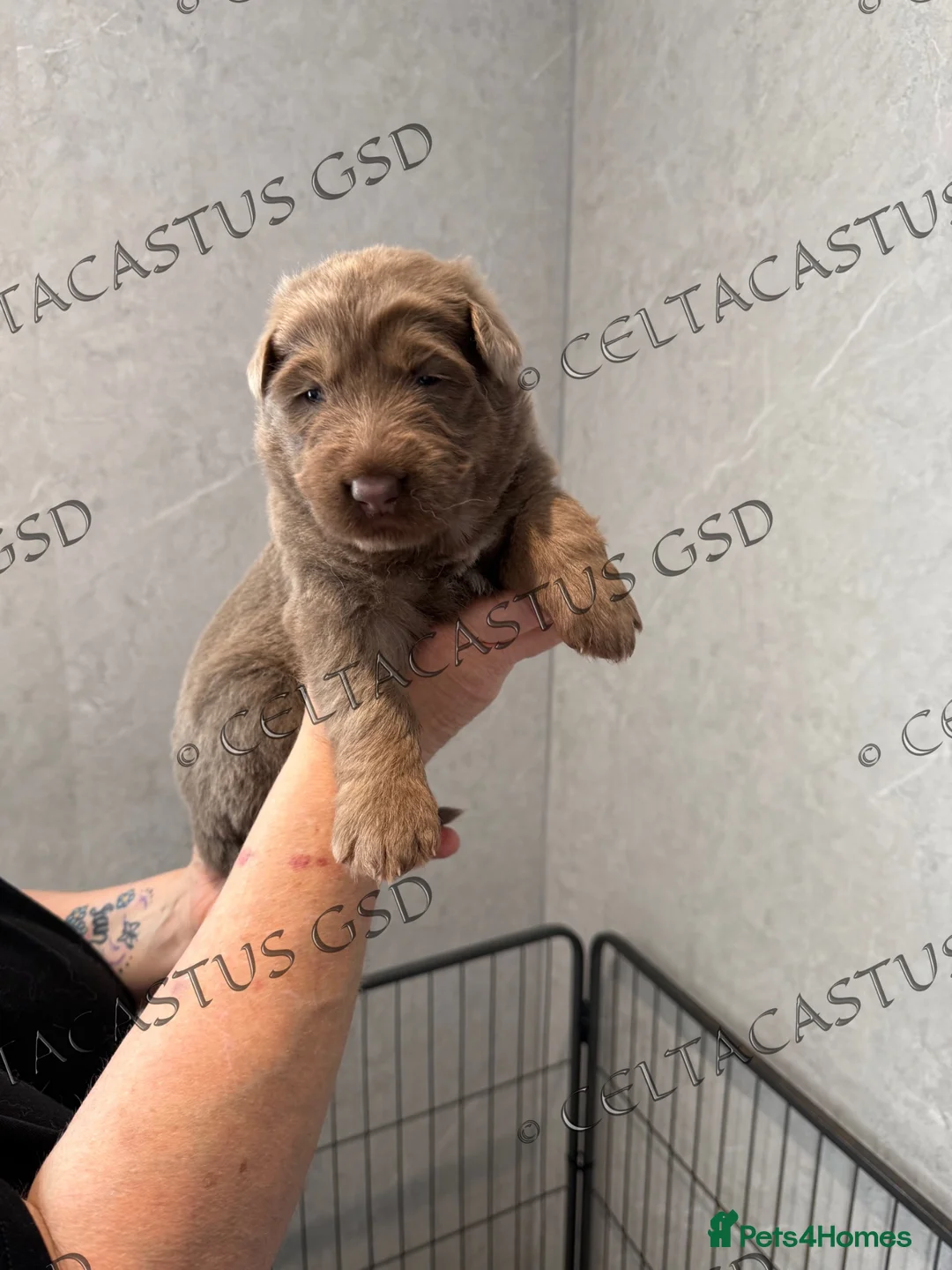 German Shepherd dogs for sale: Isabella reverse panda, Isabella German shepherd - Advert 12