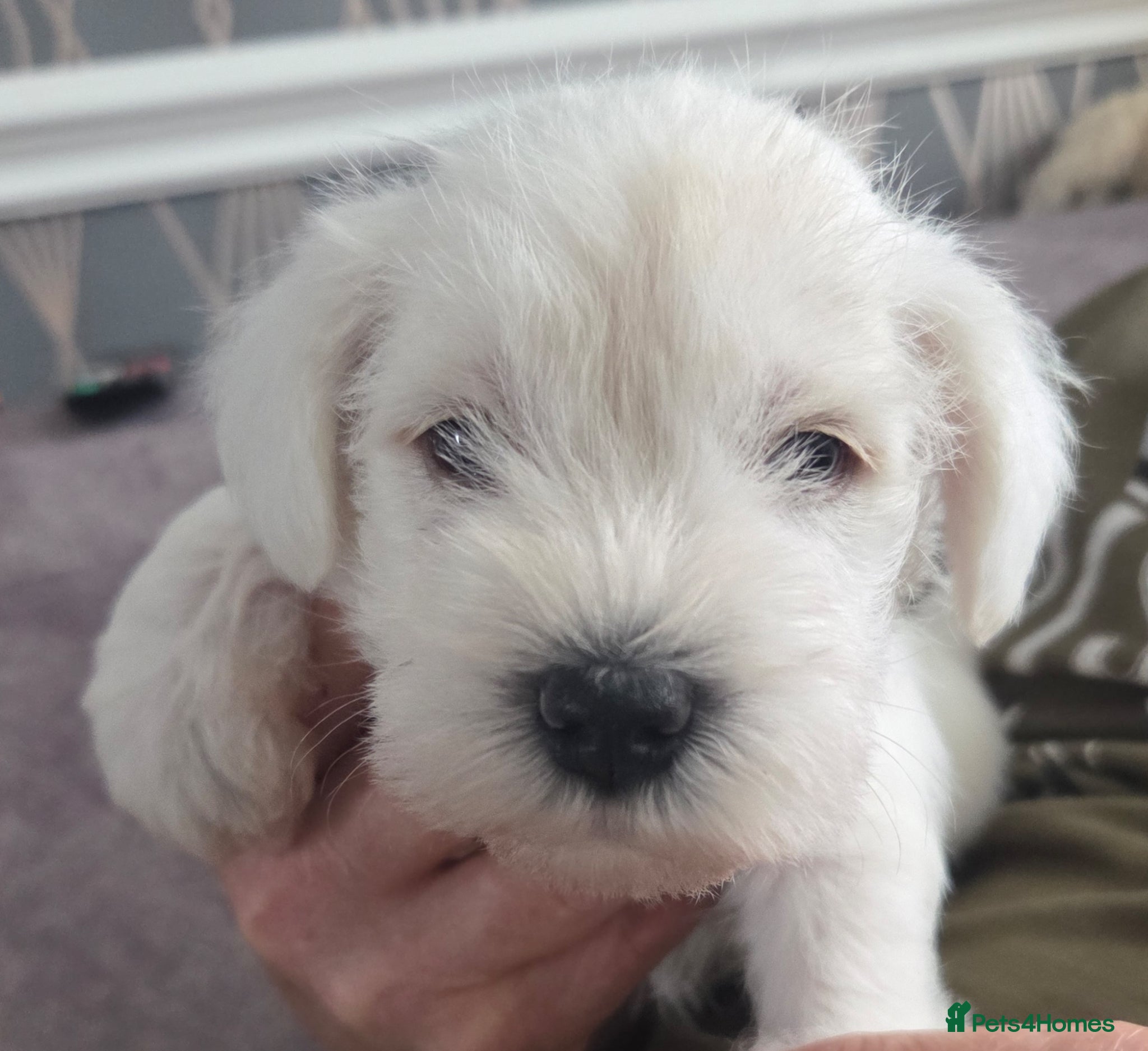 Miniature Schnauzer dogs White Miniature Schnauzer Puppies - Advert 1