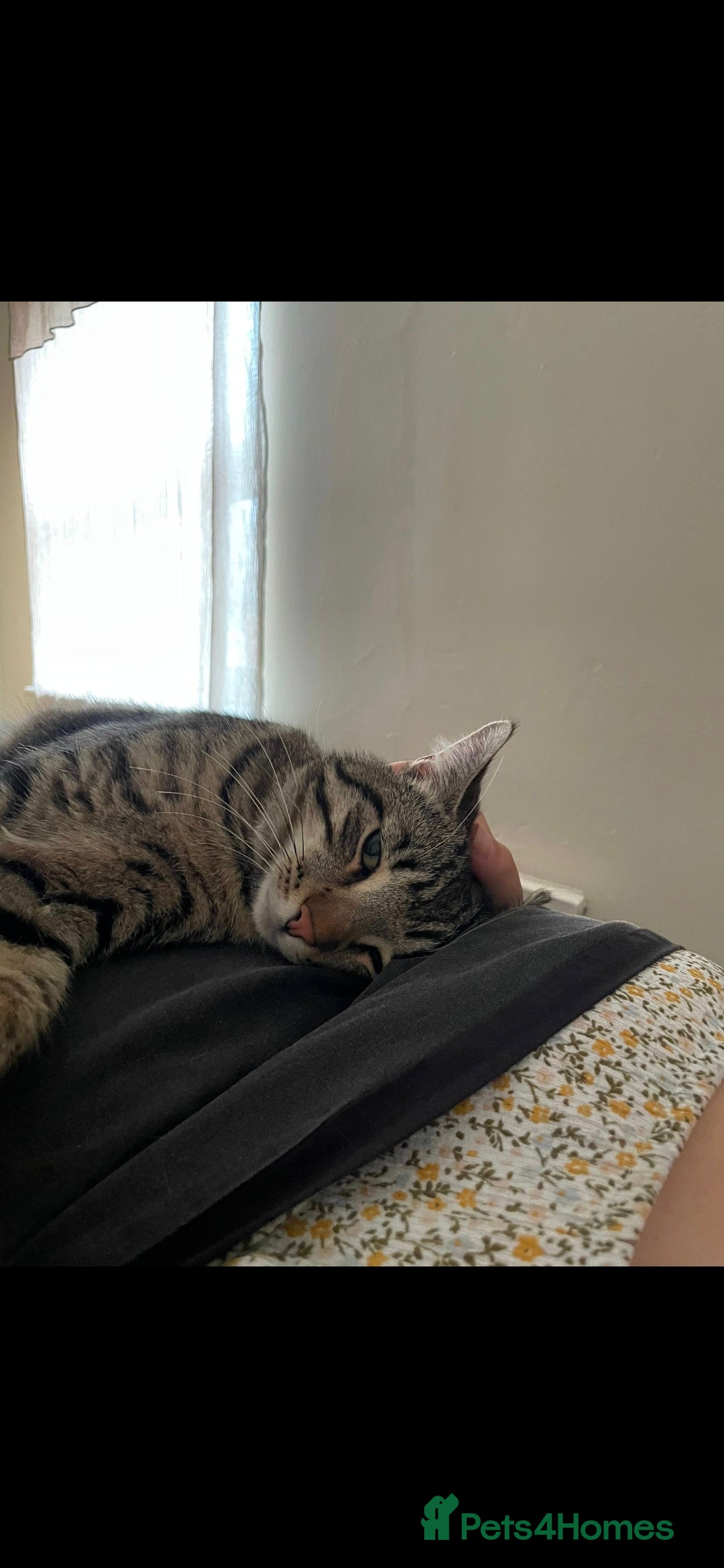 Maine Coon cats for sale: 3 cats looking for a loving home - Image 14