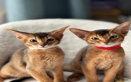 Abyssinian cats for sale: Nice Pure Abyssinian Kittens - Image 18