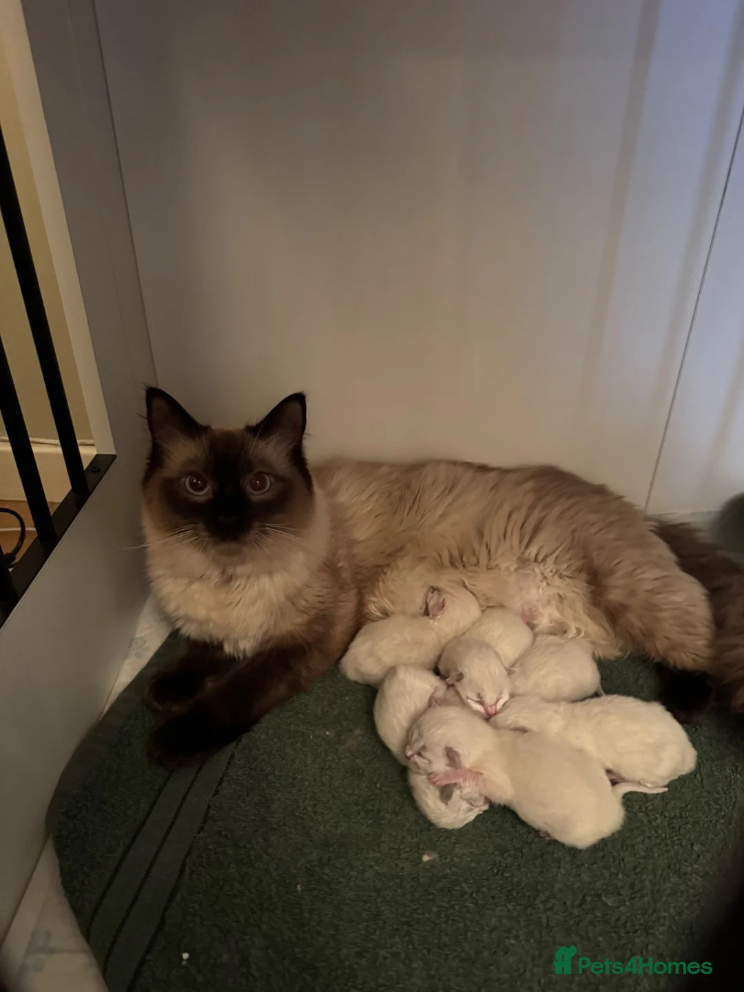 Ragdoll cats for sale: Male ragdoll - Advert 1