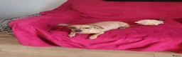 Mixed Breed dogs for sale: Dorky puppies  - Advert 15