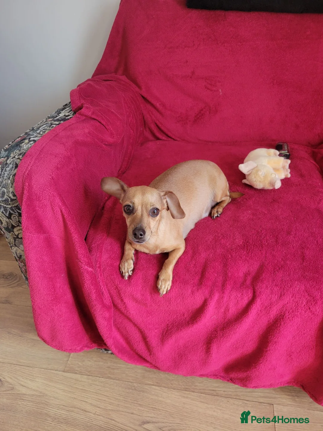 Mixed Breed dogs for sale: Dorky puppies  - Advert 15